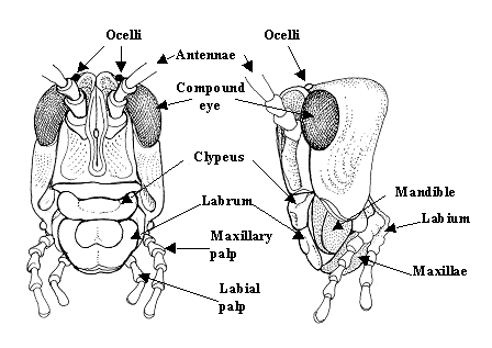 Entomology - Science Olympiad Student Center Wiki