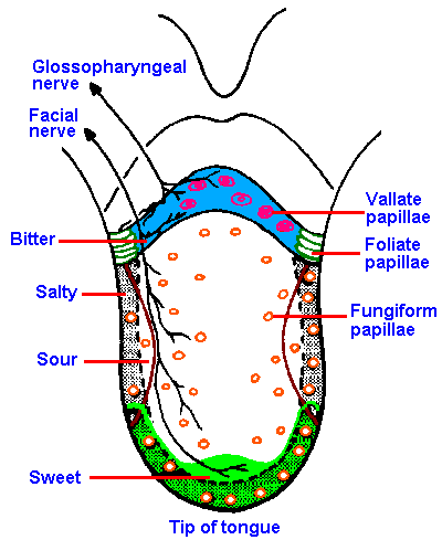 Anatomy/Nervous System - Science Olympiad Student Center Wiki