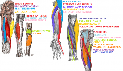 Anatomy and Physiology - Science Olympiad Student Center Wiki