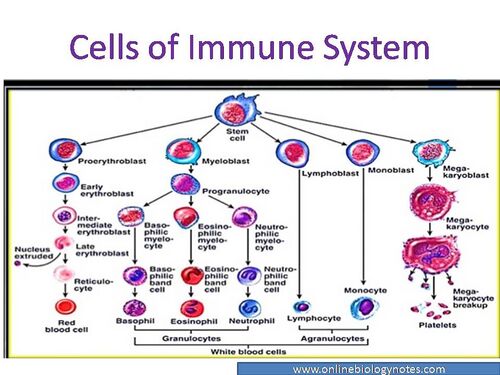 Anatomy/Immune System - Wiki - Scioly.org