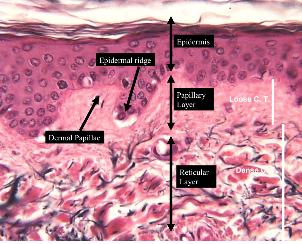 Anatomy/Integumentary System - Wiki - Scioly.org