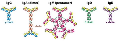 Anatomy/Immune System - Wiki - Scioly.org