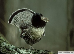 Ornithology/Galliformes - Wiki - Scioly.org