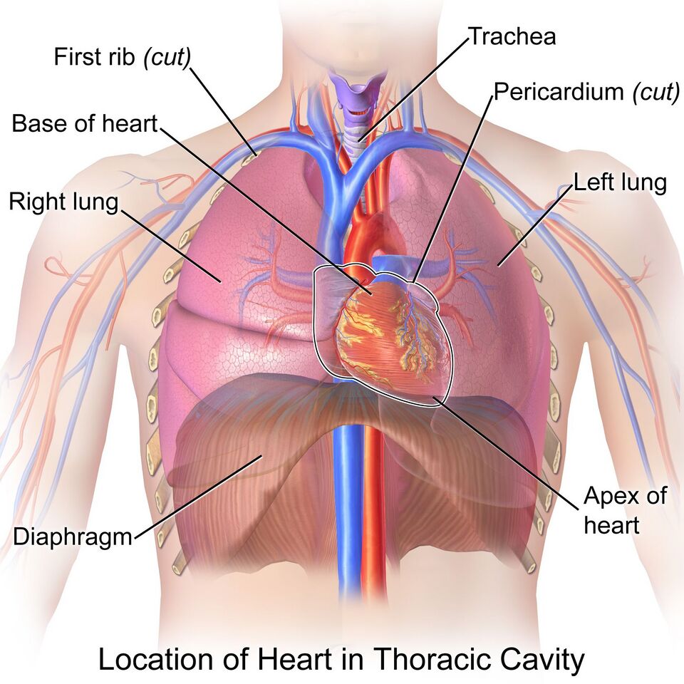 Anatomy/Cardiovascular System - Wiki - Scioly.org