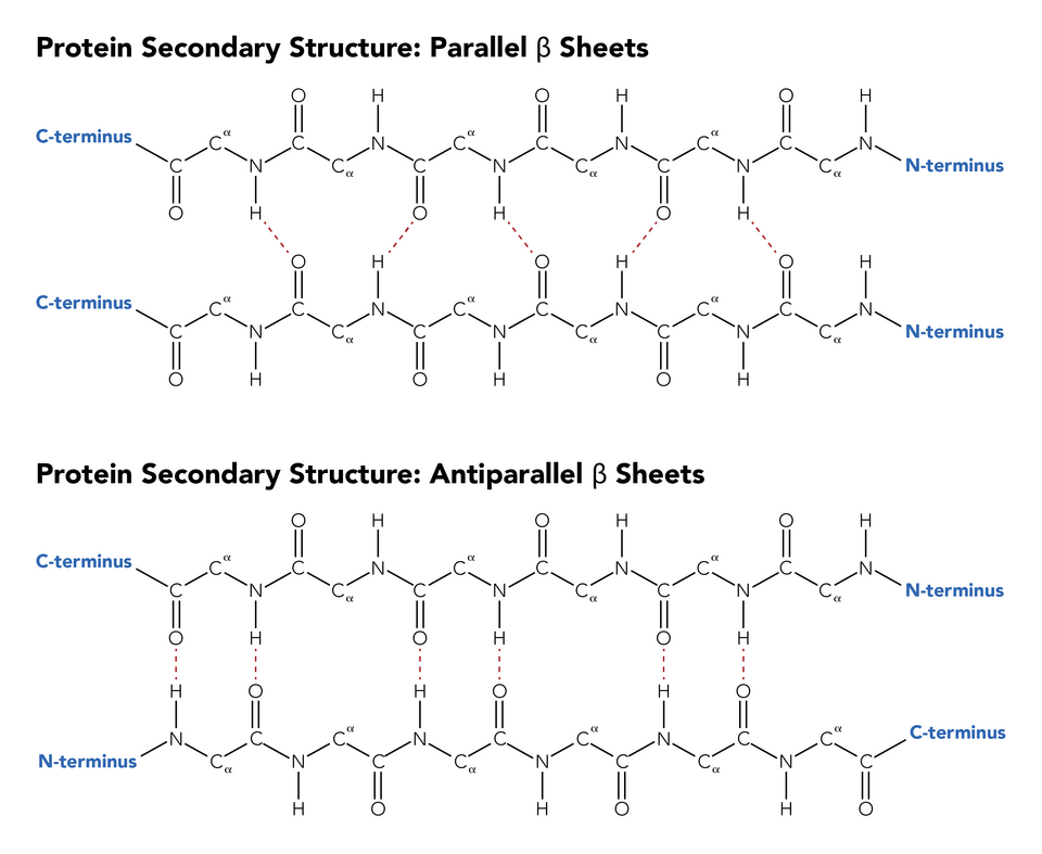 Protein Modeling - Wiki - Scioly.org
