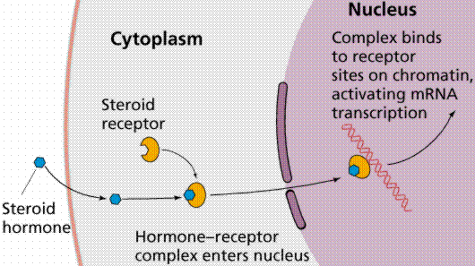 Anatomy/Endocrine System - Wiki - Scioly.org