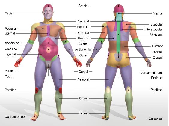Anatomy and Physiology - Science Olympiad Student Center Wiki inside body skeletal system diagram 