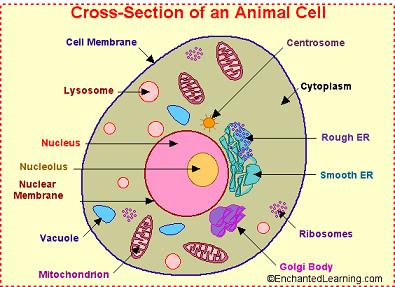 Cell.JPG