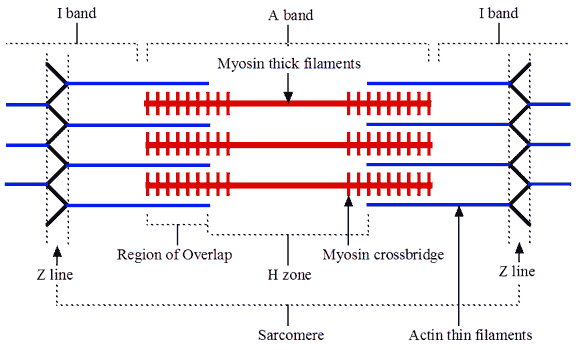 Structure of Myofibril.gif