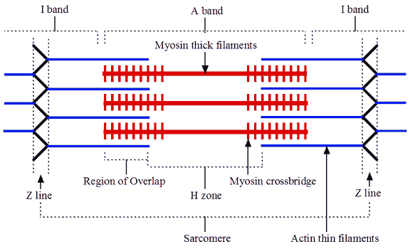 Anatomy/Muscular System - Wiki - Scioly.org