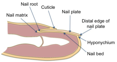 Anatomy/Integumentary System - Wiki - Scioly.org