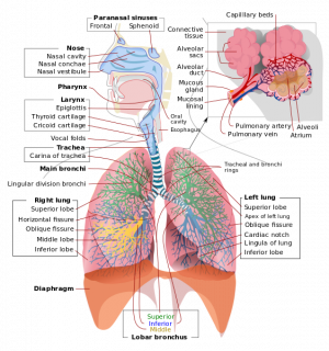 Respiratorysystem.png