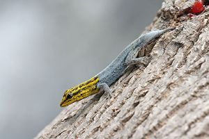 Dwarf yellow-headed gecko.png